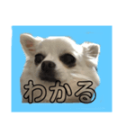 チワワのはんこ3（個別スタンプ：6）