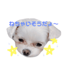 くるくるみるく➁（個別スタンプ：2）