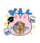 実写にゃん（個別スタンプ：2）