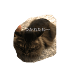 実写にゃん（個別スタンプ：8）