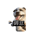 そして犬となる（個別スタンプ：1）