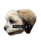 そして犬となる（個別スタンプ：3）