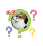 我家のニャンこ達（個別スタンプ：5）