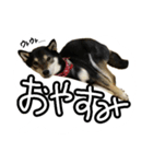 柴犬 シェリ（個別スタンプ：4）