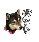 柴犬 シェリ（個別スタンプ：8）