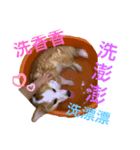 寶貝錢1（個別スタンプ：7）