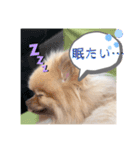 茶子と茶太郎スタンプ（個別スタンプ：1）
