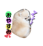 茶子と茶太郎スタンプ（個別スタンプ：3）