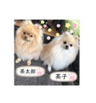 茶子と茶太郎スタンプ（個別スタンプ：4）