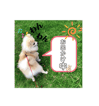 茶子と茶太郎スタンプ（個別スタンプ：5）