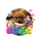 茶子と茶太郎スタンプ（個別スタンプ：7）