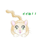 ねこ、ねこ、仔猫（個別スタンプ：24）