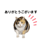 私はサクラ猫です。③（個別スタンプ：1）