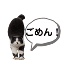 私はサクラ猫です。③（個別スタンプ：2）