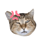 私はサクラ猫です。③（個別スタンプ：3）