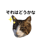 私はサクラ猫です。③（個別スタンプ：4）