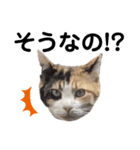 私はサクラ猫です。③（個別スタンプ：5）