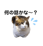 私はサクラ猫です。③（個別スタンプ：6）