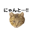 私はサクラ猫です。③（個別スタンプ：8）