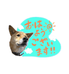 グレードアップ！犬のDON（個別スタンプ：1）