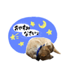 グレードアップ！犬のDON（個別スタンプ：2）