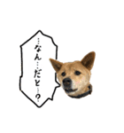 グレードアップ！犬のDON（個別スタンプ：4）