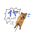グレードアップ！犬のDON（個別スタンプ：6）