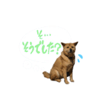 グレードアップ！犬のDON（個別スタンプ：7）