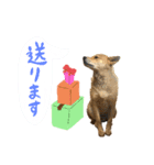 グレードアップ！犬のDON（個別スタンプ：8）