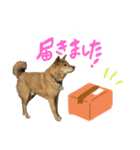 グレードアップ！犬のDON（個別スタンプ：9）