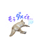 グレードアップ！犬のDON（個別スタンプ：10）