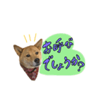 グレードアップ！犬のDON（個別スタンプ：12）