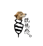 グレードアップ！犬のDON（個別スタンプ：13）