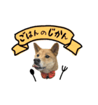 グレードアップ！犬のDON（個別スタンプ：14）