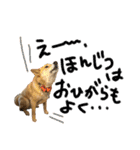 グレードアップ！犬のDON（個別スタンプ：15）