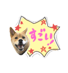 グレードアップ！犬のDON（個別スタンプ：16）