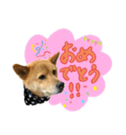 グレードアップ！犬のDON（個別スタンプ：17）