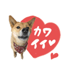 グレードアップ！犬のDON（個別スタンプ：18）