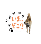 グレードアップ！犬のDON（個別スタンプ：19）