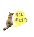 グレードアップ！犬のDON（個別スタンプ：20）