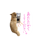 グレードアップ！犬のDON（個別スタンプ：21）