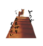 グレードアップ！犬のDON（個別スタンプ：22）