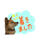 グレードアップ！犬のDON（個別スタンプ：23）