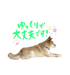 グレードアップ！犬のDON（個別スタンプ：24）
