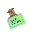 グレードアップ！犬のDON（個別スタンプ：26）
