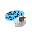 グレードアップ！犬のDON（個別スタンプ：27）