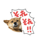 グレードアップ！犬のDON（個別スタンプ：28）