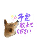 グレードアップ！犬のDON（個別スタンプ：30）