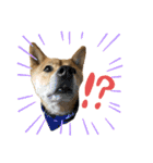 グレードアップ！犬のDON（個別スタンプ：31）