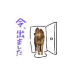 グレードアップ！犬のDON（個別スタンプ：32）